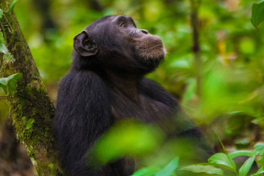 Chimpanzee Photography Safaris in Rwanda.
