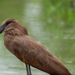 Is Birding in Semuliki National Park Worth It