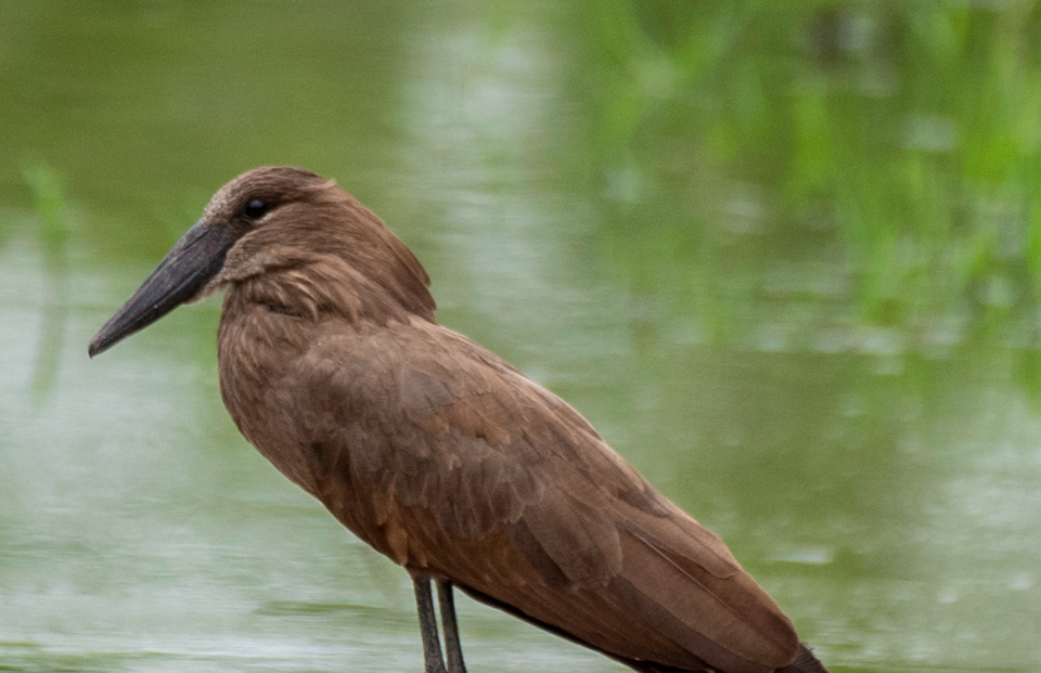 Is Birding in Semuliki National Park Worth It