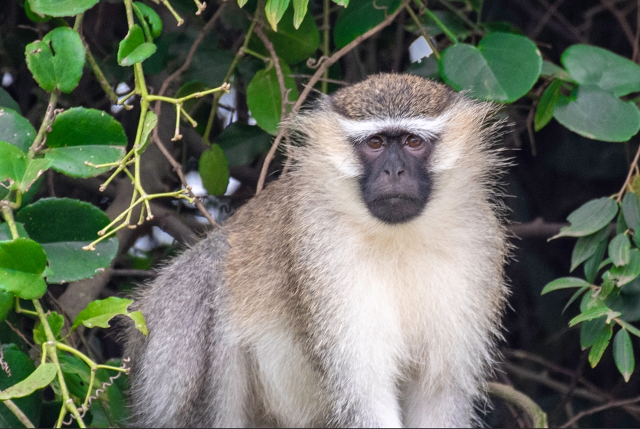 Is Semuliki National Park Worth Visiting