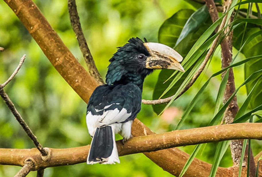 Major Bird Species to See in Semuliki National Park.