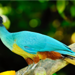 Major Birds in Semuliki National Park.