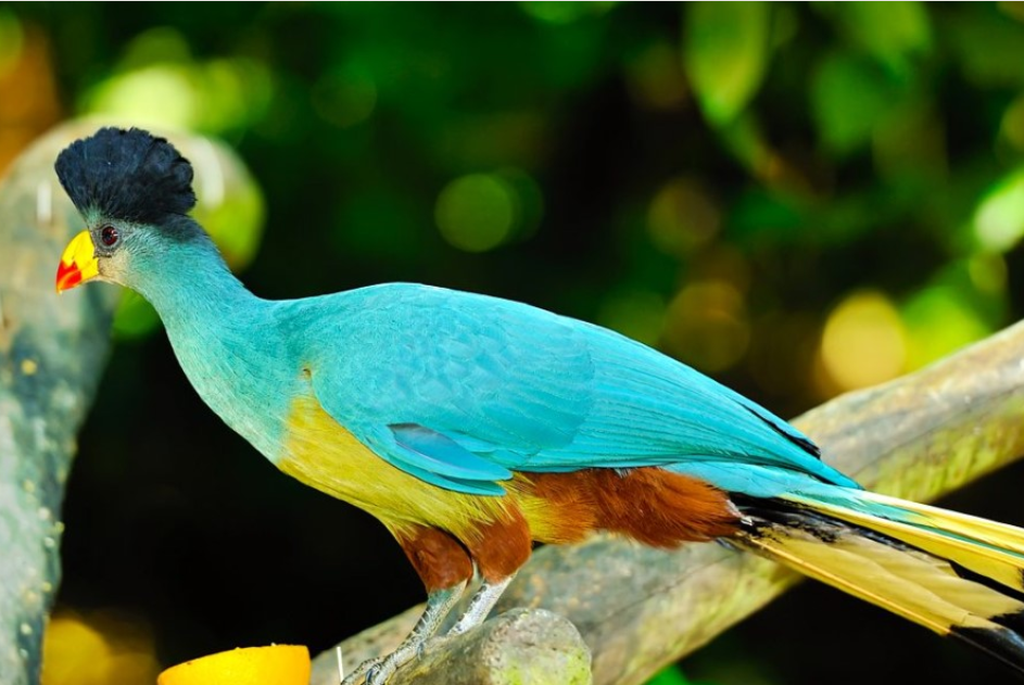 Major Birds in Semuliki National Park.