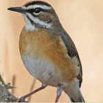 Major Birds to See in Semuliki National Park.