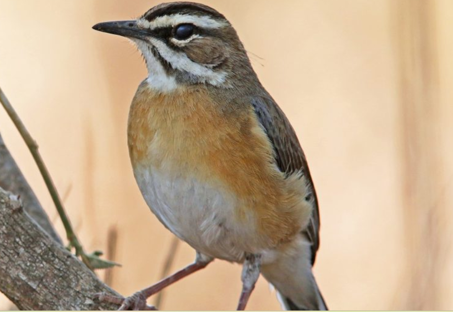 Major Birds to See in Semuliki National Park.