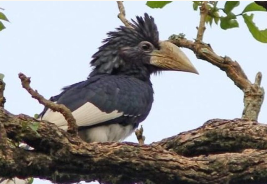 Most Sought-After Bird Species in Semuliki National Park.
