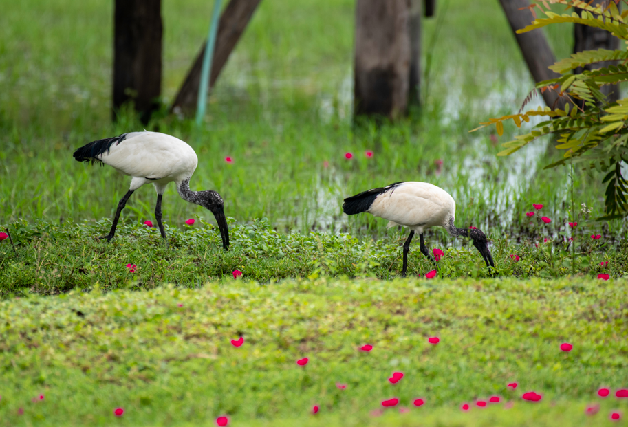 Most Sought-After Birds in Semuliki National Park.
