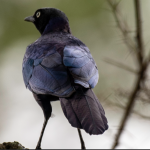 Birding Photography Safaris in Semuliki National Park.