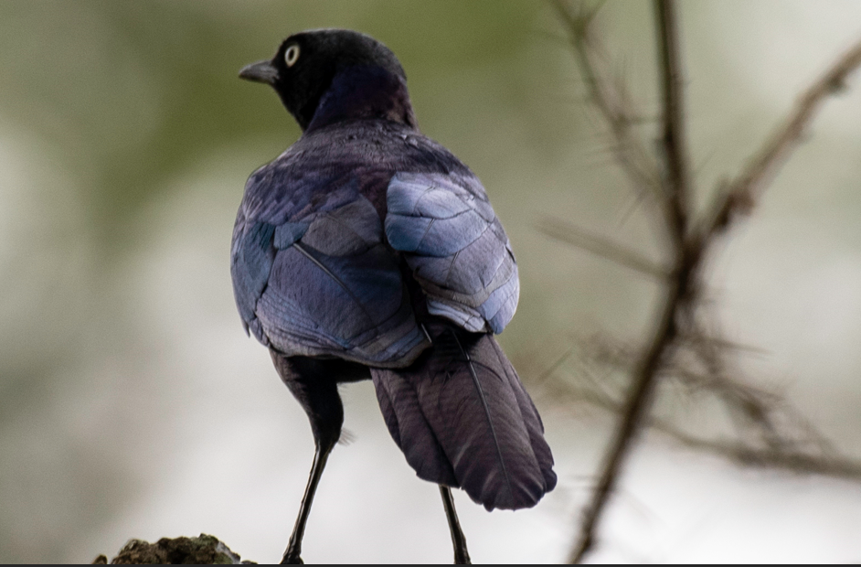 Birding Photography Safaris in Semuliki National Park.