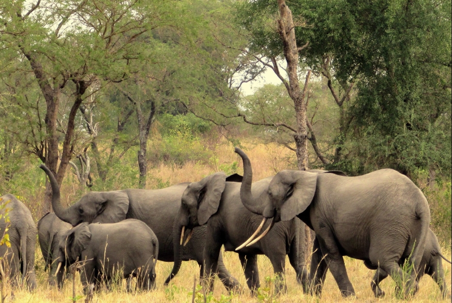Safari Activities in Semuliki National Park.