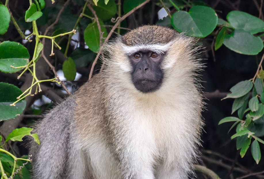 Top Activities in Semuliki National Park.