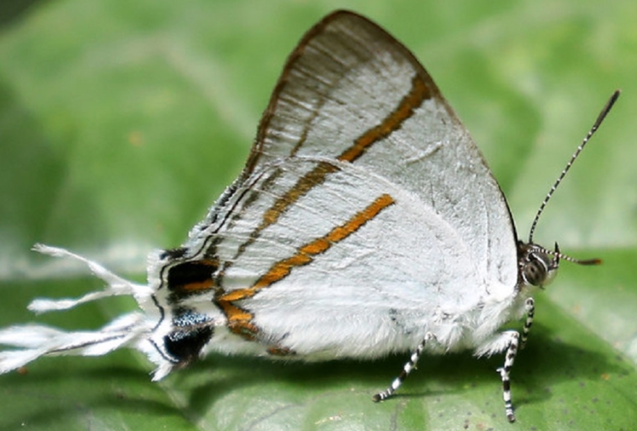 Top Butterfly Species in Semuliki National Park