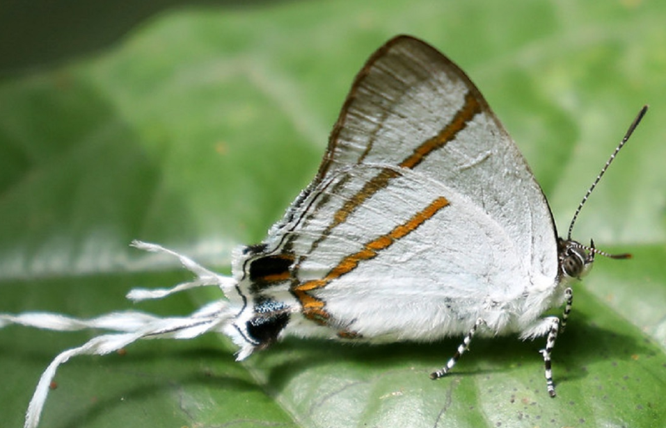 Top Butterfly Species in Semuliki National Park.