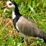 Top Selling Birds in Bwindi Impenetrable National Park