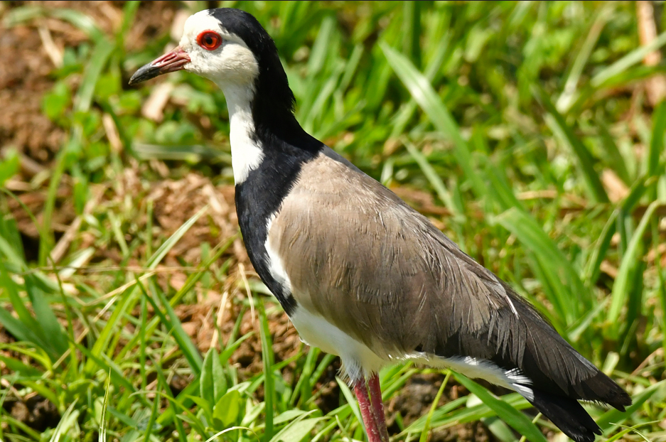 Top Selling Birds in Bwindi Impenetrable National Park