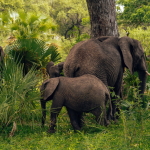 When Can I Visit Semuliki National Park