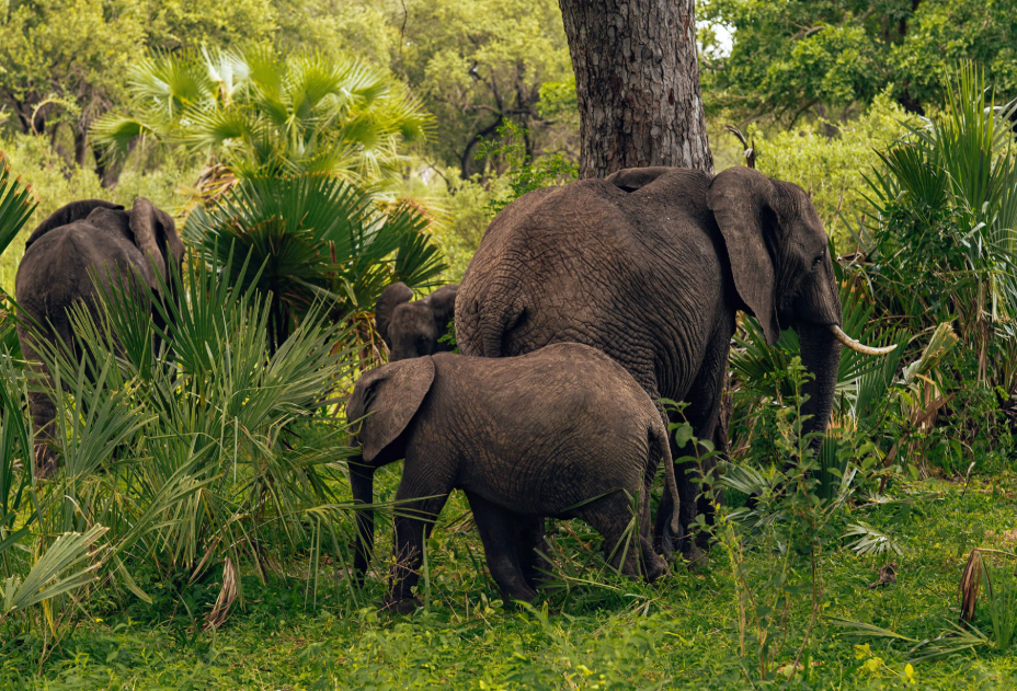 When Can I Visit Semuliki National Park