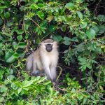 When to Visit Semuliki National Park