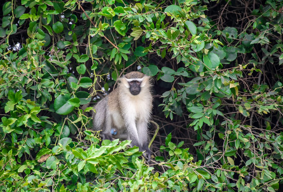 When to Visit Semuliki National Park