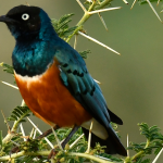 When to go birding in Semuliki National Park.