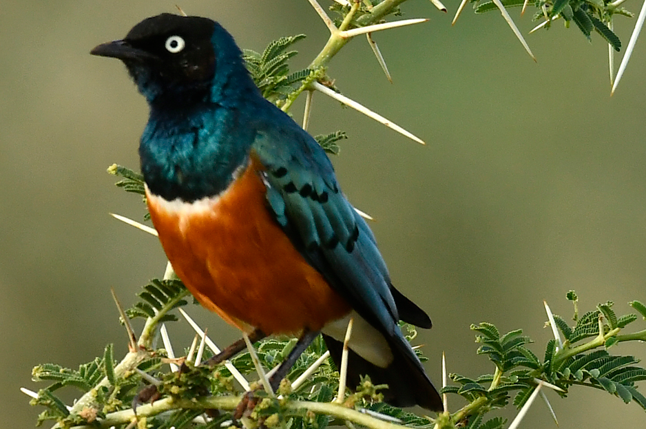 When to go birding in Semuliki National Park.