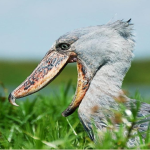 Where Can I See the Threatened Shoebill in Uganda