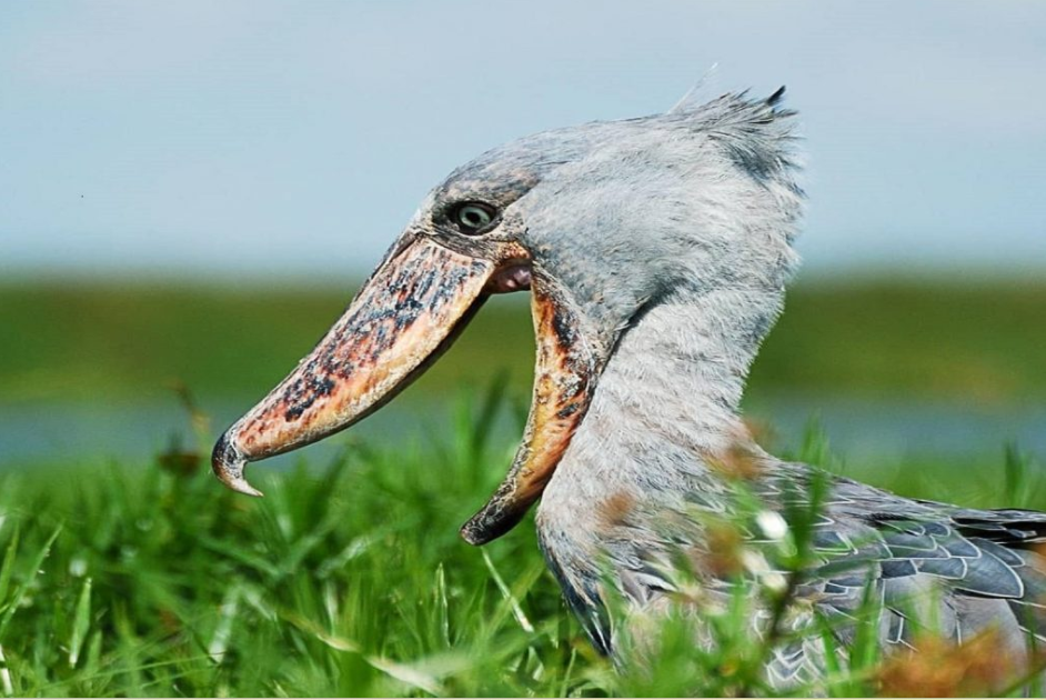 Where Can I See the Threatened Shoebill in Uganda