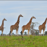Wildlife Protected Areas in Northern Uganda