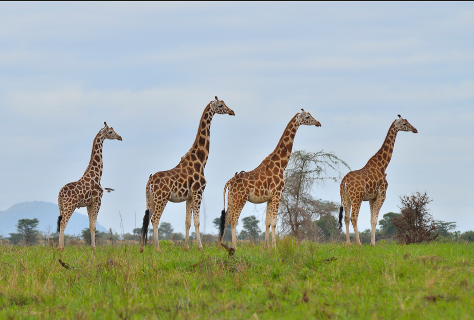 Wildlife Protected Areas in Northern Uganda