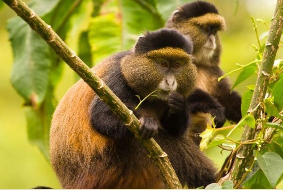 A Guide to Gishwati- Mukura National Park.