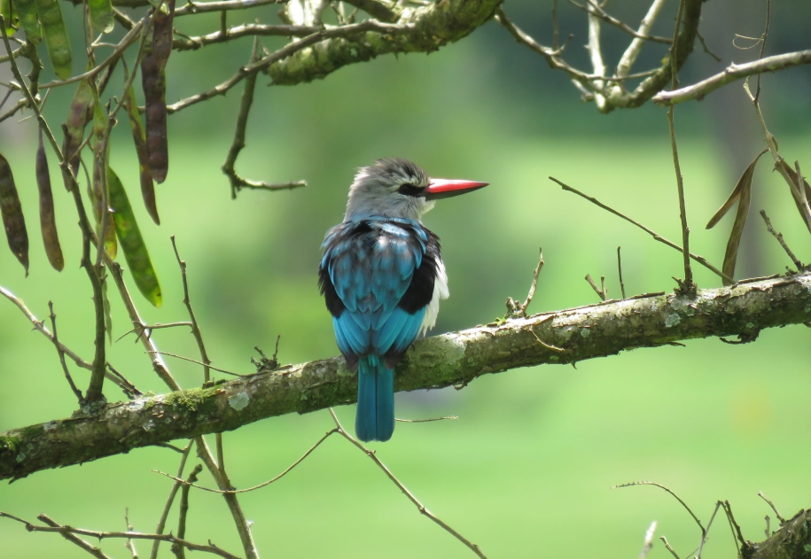 Activities in Gishwati- Mukura National Park.