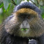 Activities to do in Gishwati- Mukura National Park.