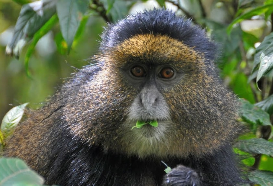 Activities to do in Gishwati- Mukura National Park.