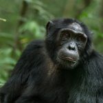 Best Combined Wildlife Safari in Semuliki and Kibale Forest