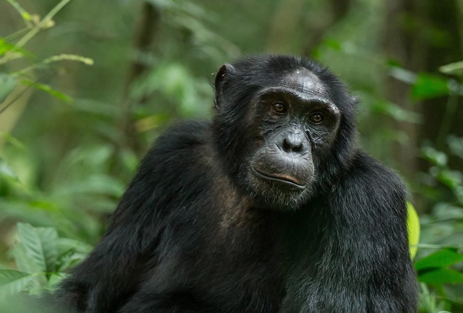 Best Combined Wildlife Safari in Semuliki and Kibale Forest