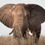 Best Time to Do Luxury Wildlife Safaris in Semuliki National Park