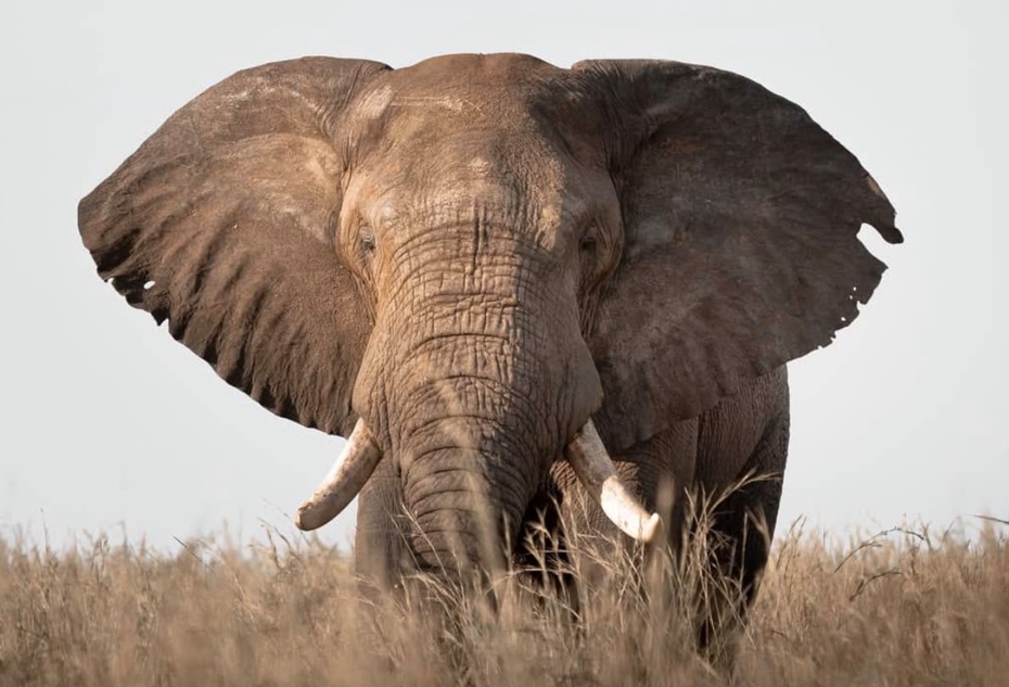 Best Time to Do Luxury Wildlife Safaris in Semuliki National Park