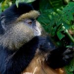 Best Time to Visit Gishwati Mukura National Park.