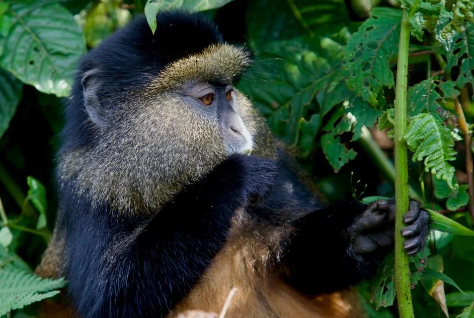 Best Time to Visit Gishwati Mukura National Park.