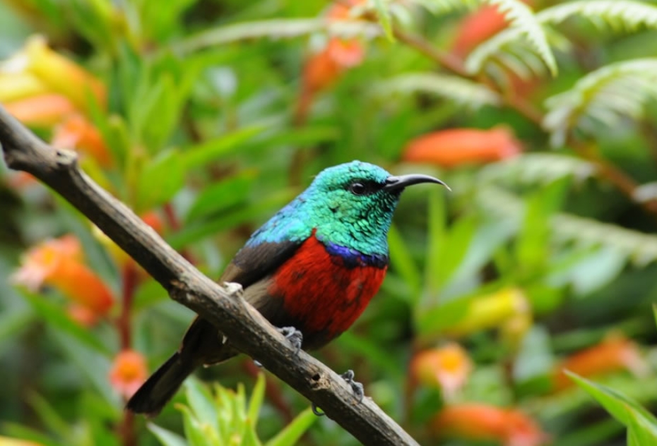 Bird Checklist for Gishwati- Mukura National Park.