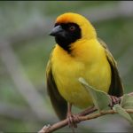 Bird Species in Gishwati- Mukura National Park.