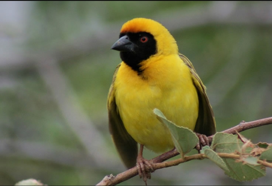 Bird Species in Gishwati- Mukura National Park.