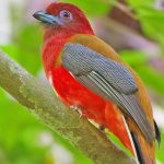 Bird Species to See in Gishwati- Mukura National Park.