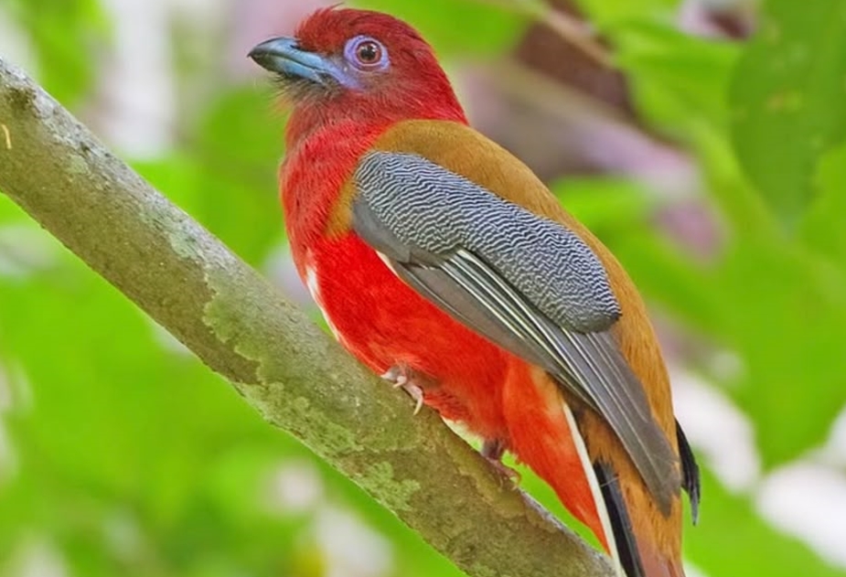 Bird Species to See in Gishwati- Mukura National Park.