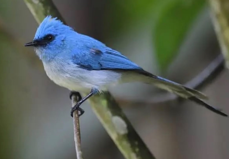 Bird Watching Checklist for Gishwati- Mukura National Park.