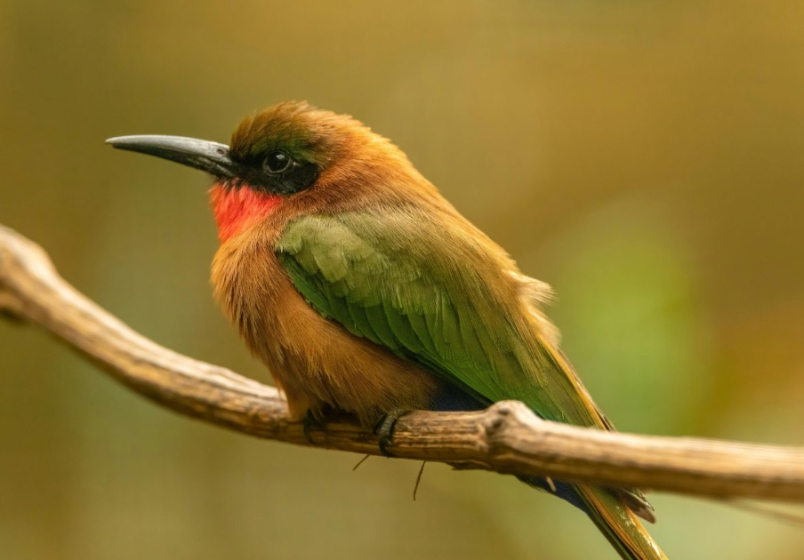 Birding Checklist in Gishwati- Makura National Park.