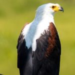 Birding Experience in Gishwati Mukura National Park.