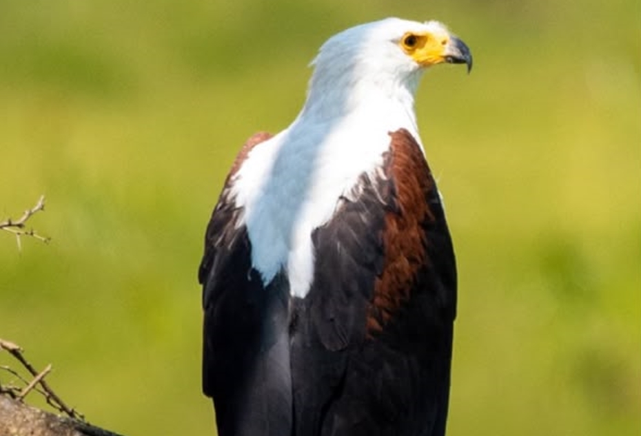 Birding Experience in Gishwati Mukura National Park.