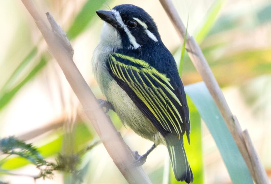 Birding Photography Safaris in Gishwati- Mukura National Park.
