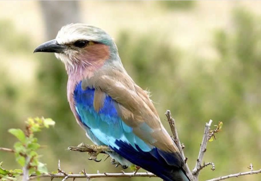 Birding Photography Safaris in Rwanda.